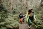 Group of hikers walking up a fern-covered forest trail, led by a person in a neon jacket and wide-brimmed hat.