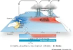 Diagram illustrating ENSO (El Niño–Southern Oscillation): warmer eastern Pacific with weaker trade winds, increased convection over the central/eastern Pacific, reduced upwelling off South America, and a shifted thermocline.