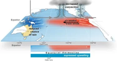 Diagram illustrating ENSO (El Niño–Southern Oscillation): warmer eastern Pacific with weaker trade winds, increased convection over the central/eastern Pacific, reduced upwelling off South America, and a shifted thermocline.